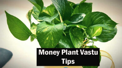 Money Plant Vastu: घर में धन-दौलत के साथ आएगी समृद्धि, बस मनी प्लांट के पौधे में बांध दें यह वस्तु, दूर हो जाएगी नकारात्मकता