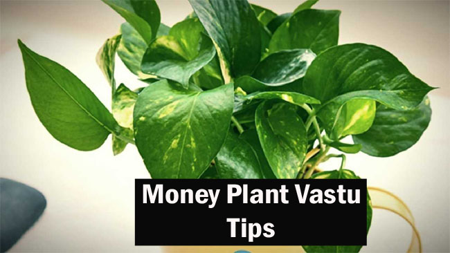Money Plant Vastu: घर में धन-दौलत के साथ आएगी समृद्धि, बस मनी प्लांट के पौधे में बांध दें यह वस्तु, दूर हो जाएगी नकारात्मकता