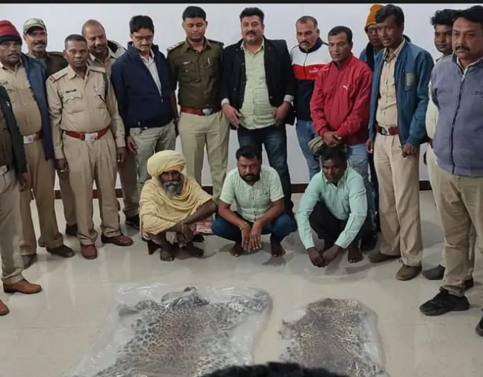 Chhindwara News : दो तेंदुए की खाल के साथ तीन गिरफ्तार, बटकाखापा में पुरानी खाल बेचने जा रहे तीन लोगों को वन विभाग की टीम ने दबोचा