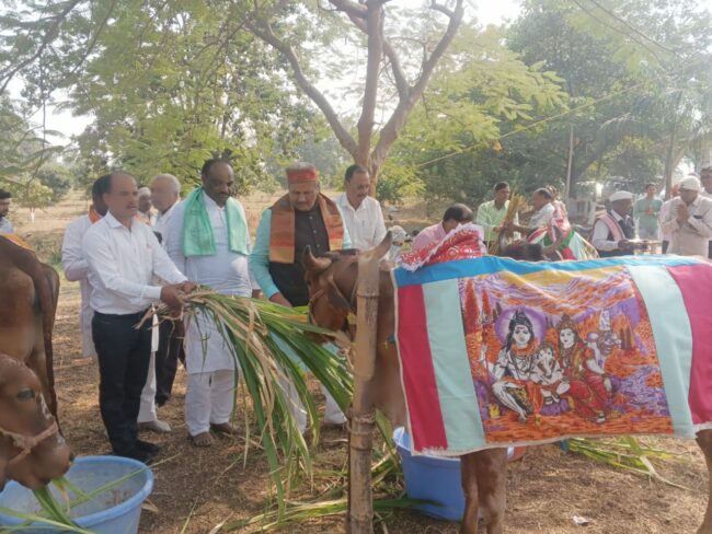 Betul Samachar : त्रिवेणी गौशाला में धूमधाम से मनाया गोपाष्टमी पर्व, गौमाता से आती है समृद्धि: मोहन नागर
