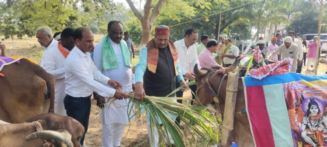 Betul Samachar : त्रिवेणी गौशाला में धूमधाम से मनाया गोपाष्टमी पर्व, गौमाता से आती है समृद्धि: मोहन नागर