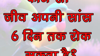 GK Questions : कौन सा जीव अपनी सांस 6 दिन तक रोक सकता है?