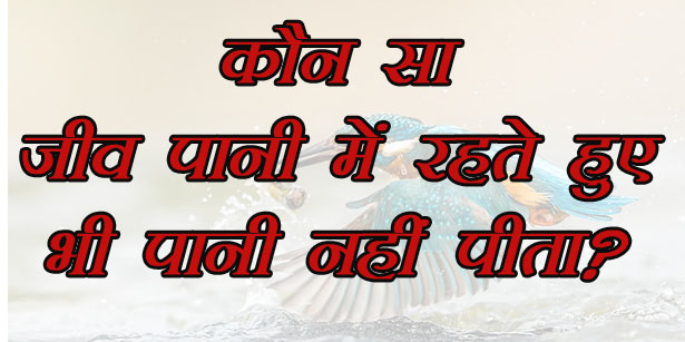 GK Questions : कौन सा जीव पानी में रहते हुए भी पानी नहीं पीता?...