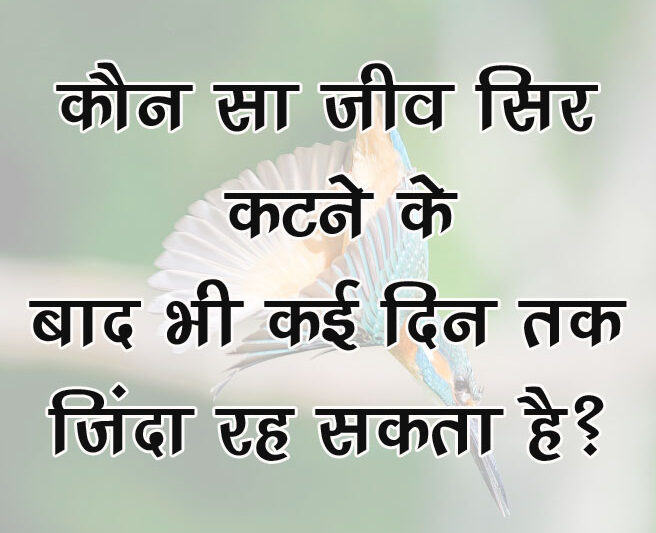 GK Questions : कौन सा जीव सिर कटने के बाद भी कई दिन तक जिंदा रह सकता है?...
