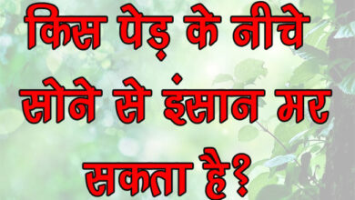 GK Questions : किस पेड़ के नीचे सोने से इंसान मर सकता है?...