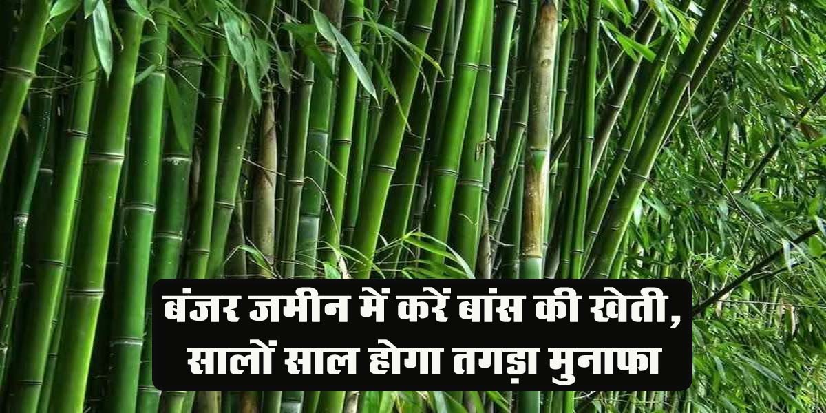 Bans Ki Kheti : बंजर जमीन में करें बांस की खेती, सालों साल होगा तगड़ा मुनाफा