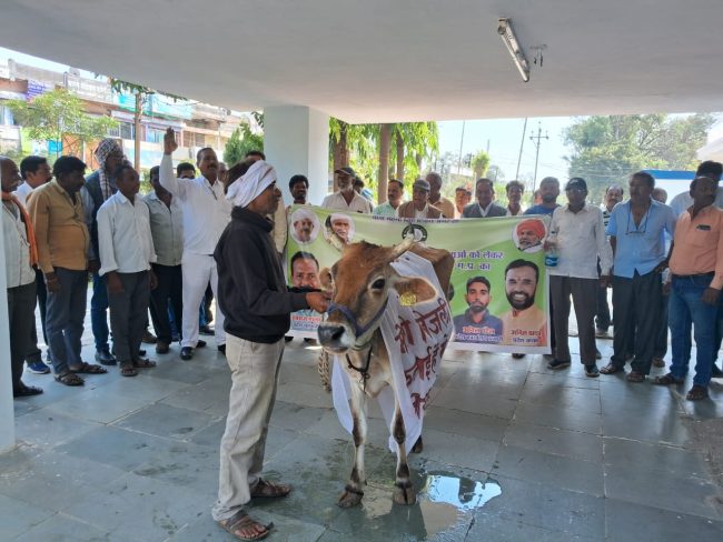 Betul News : भाकियू के नेतृत्व में गाय के साथ बिजली कंपनी के दफ्तर पहुंचे किसान, किया अनूठा प्रदर्शन