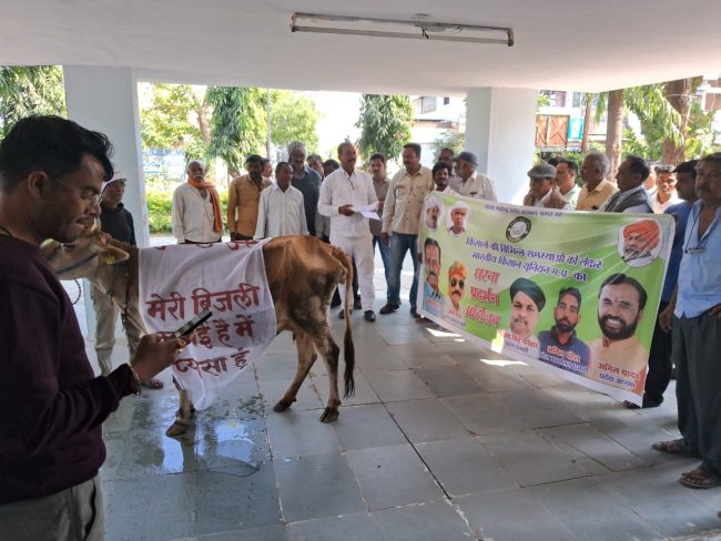 Betul News : भाकियू के नेतृत्व में गाय के साथ बिजली कंपनी के दफ्तर पहुंचे किसान, किया अनूठा प्रदर्शन