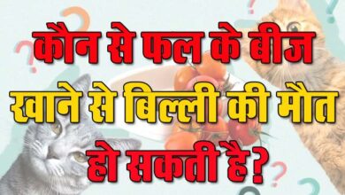 GK Questions : कौन से फल के बीज खाने से बिल्ली की मौत हो सकती है?...