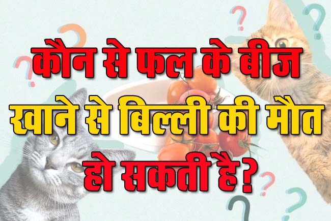 GK Questions : कौन से फल के बीज खाने से बिल्ली की मौत हो सकती है?...