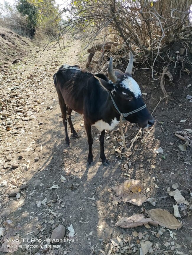 Betul News : बजरंग दल ने पकड़ा गौ तस्करों को
