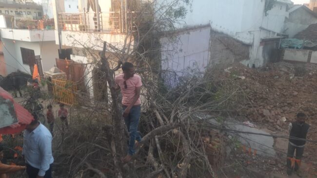 Betul Samachar : रहवासी क्षेत्र विनोबा नगर में अचानक धराशाई हुआ विशालकाय नीम का पेड़