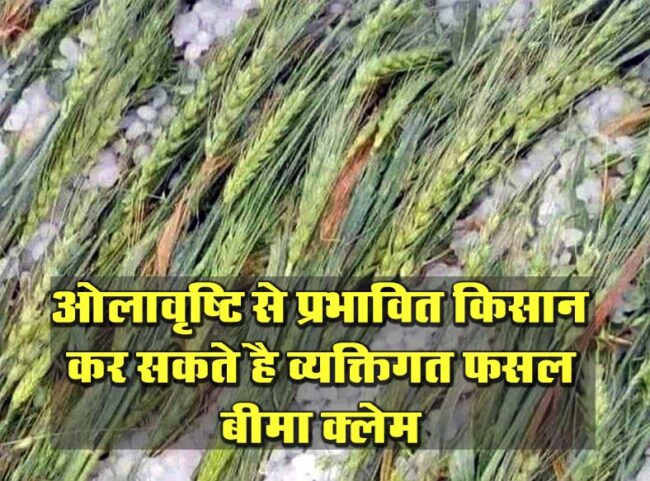 Betul Today News : ओलावृष्टि से प्रभावित किसान कर सकते है व्यक्तिगत फसल बीमा क्लेम