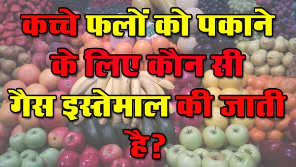 GK Questions : कच्चे फलों को पकाने के लिए कौन सी गैस इस्तेमाल की जाती है?...