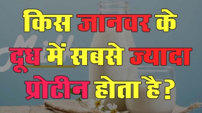 GK Questions : किस जानवर के दूध में सबसे ज्यादा प्रोटीन होता है?...