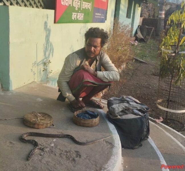 Betul Samachar : शिवरात्रि के पहले वन विभाग का चला सपेरों पर डंडा, कोबरा सांप लेकर घूम रहे सपेरे को भेजा जेल