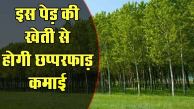 Tree Farming : इस पेड़ की खेती से होगी छप्परफाड़ कमाई, मार्केट में हैं जबरदस्त डिमांड, जानिए पूरा तरीका