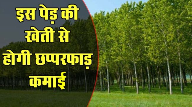 Tree Farming : इस पेड़ की खेती से होगी छप्परफाड़ कमाई, मार्केट में हैं जबरदस्त डिमांड, जानिए पूरा तरीका