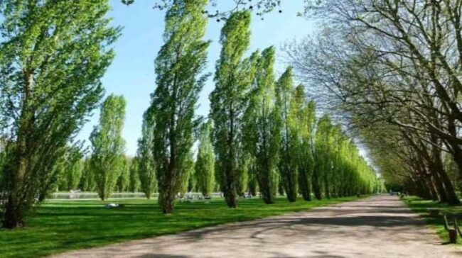 Tree Farming : इस पेड़ की खेती से होगी छप्परफाड़ कमाई, मार्केट में हैं जबरदस्त डिमांड, जानिए पूरा तरीका