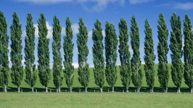 Tree Farming : इस पेड़ की खेती से होगी छप्परफाड़ कमाई, मार्केट में हैं जबरदस्त डिमांड, जानिए पूरा तरीका