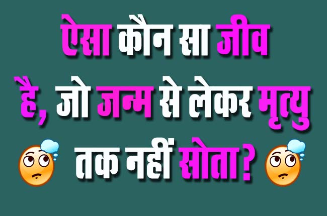 GK Questions : ऐसा कौन सा जीव है, जो जन्म से लेकर मृत्यु तक नहीं सोता?