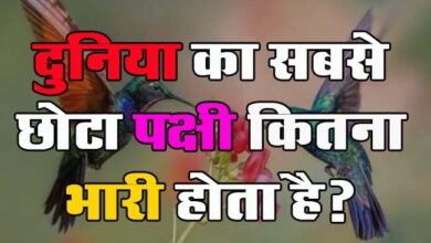 GK Questions : क्या आप जानते हैं दुनिया का सबसे छोटा पक्षी कितना भारी होता है?...
