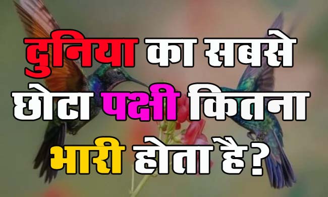 GK Questions : क्या आप जानते हैं दुनिया का सबसे छोटा पक्षी कितना भारी होता है?...