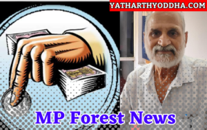 MP Forest News