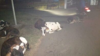 Sarni Municipality Negligence