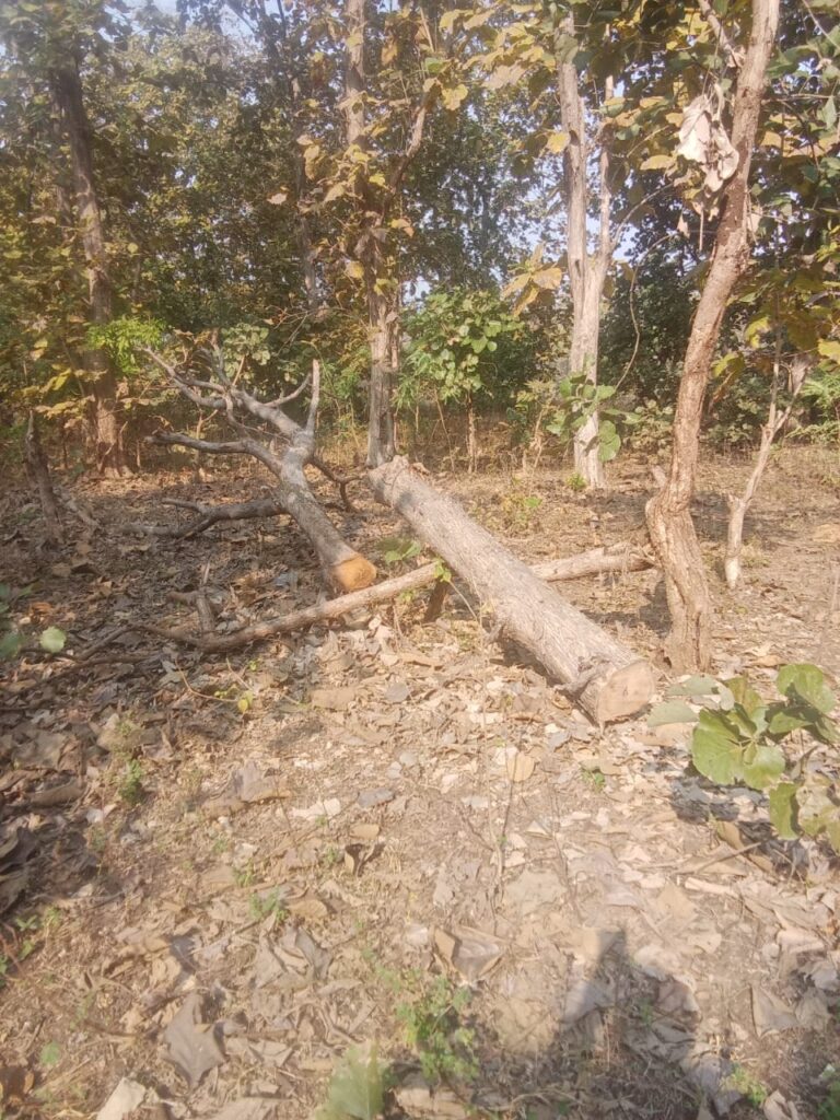 Teak tree illegal cutting