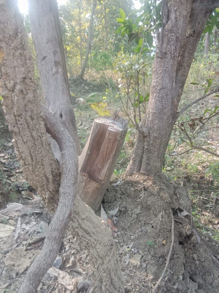 Teak tree illegal cutting