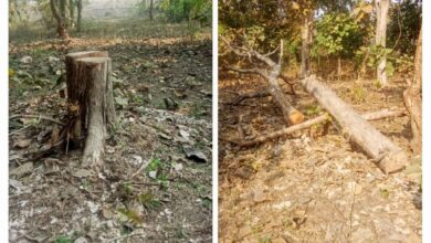 Teak tree illegal cutting