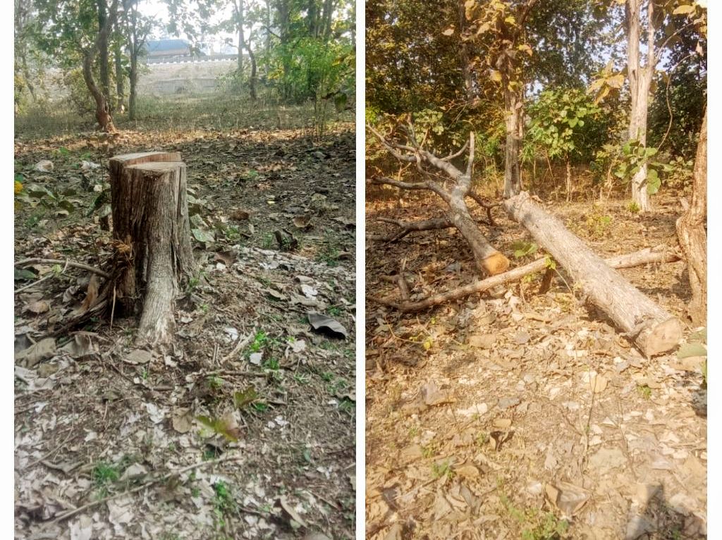 Teak tree illegal cutting