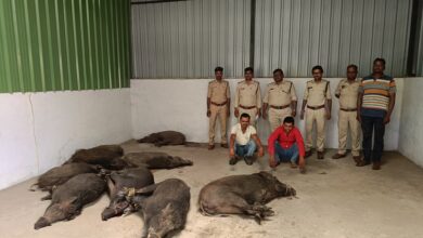Betul wildlife crime