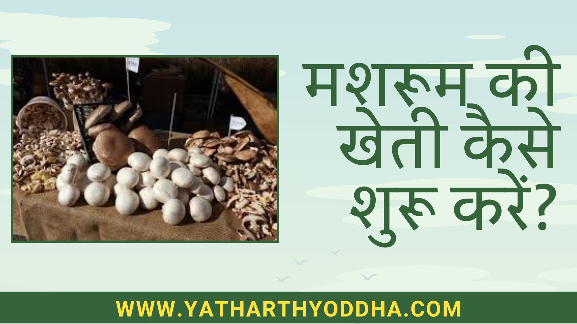 Mushroom Farming in India