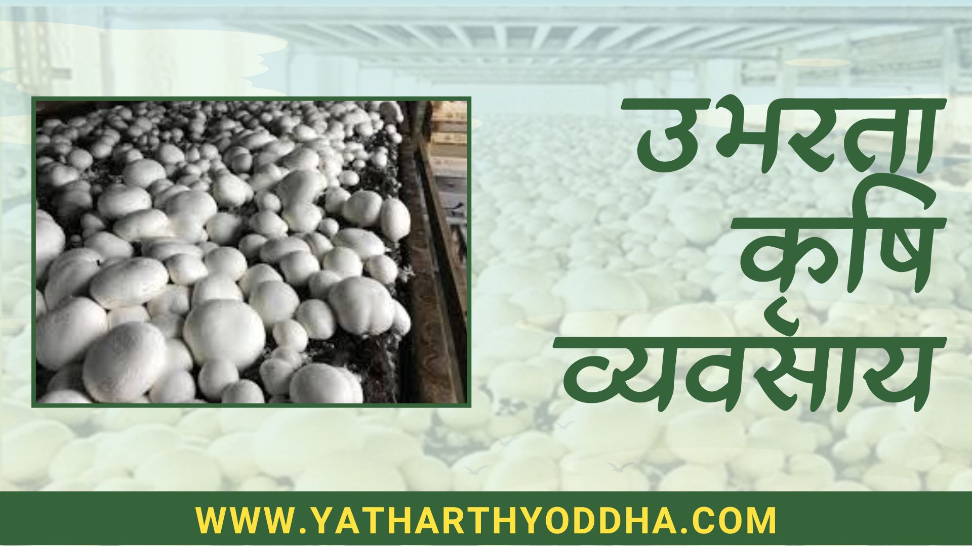Mushroom Farming in India