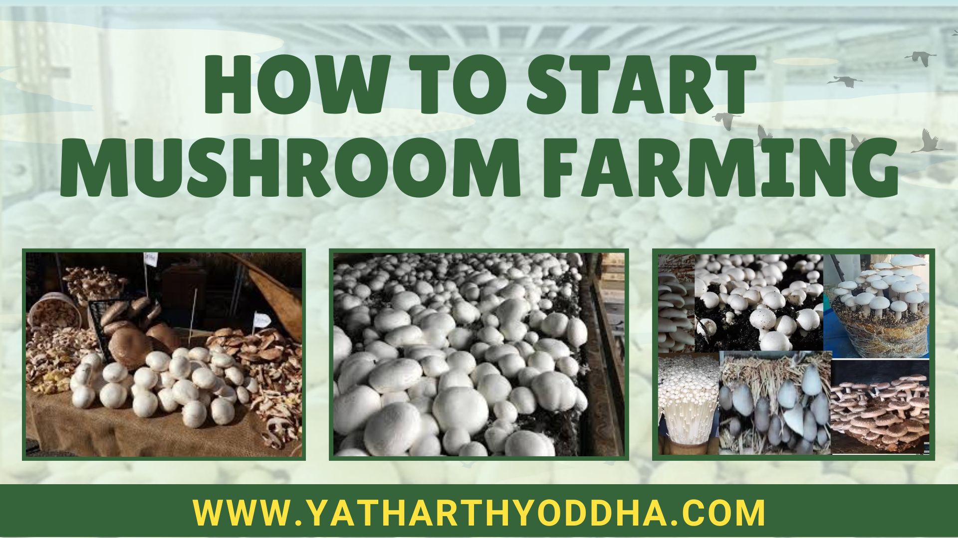 Mushroom Farming in India