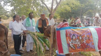 Betul Samachar : त्रिवेणी गौशाला में धूमधाम से मनाया गोपाष्टमी पर्व, गौमाता से आती है समृद्धि: मोहन नागर