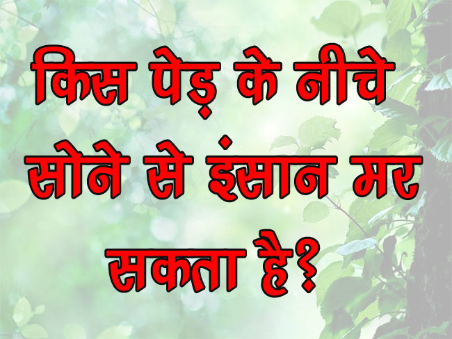 GK Questions : किस पेड़ के नीचे सोने से इंसान मर सकता है?... 