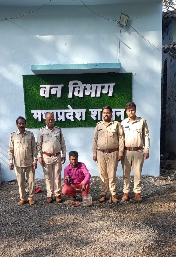 Betul Forest News : वन विभाग ने किया रेड सैंड बोआ सांप का रेस्क्यू, तस्करी के आरोप में एक गिरफ्तार 