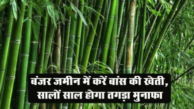 Bans Ki Kheti : बंजर जमीन में करें बांस की खेती, सालों साल होगा तगड़ा मुनाफा