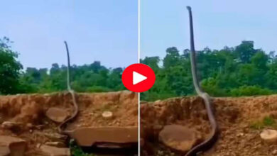 King Cobra video : ठंड में सूर्य का दीदार करने मिट्टी के टीले पर सीधा खड़ा हो गया 25 फीट का कोबरा, देखने वालों के उड़ गए तोते - 1