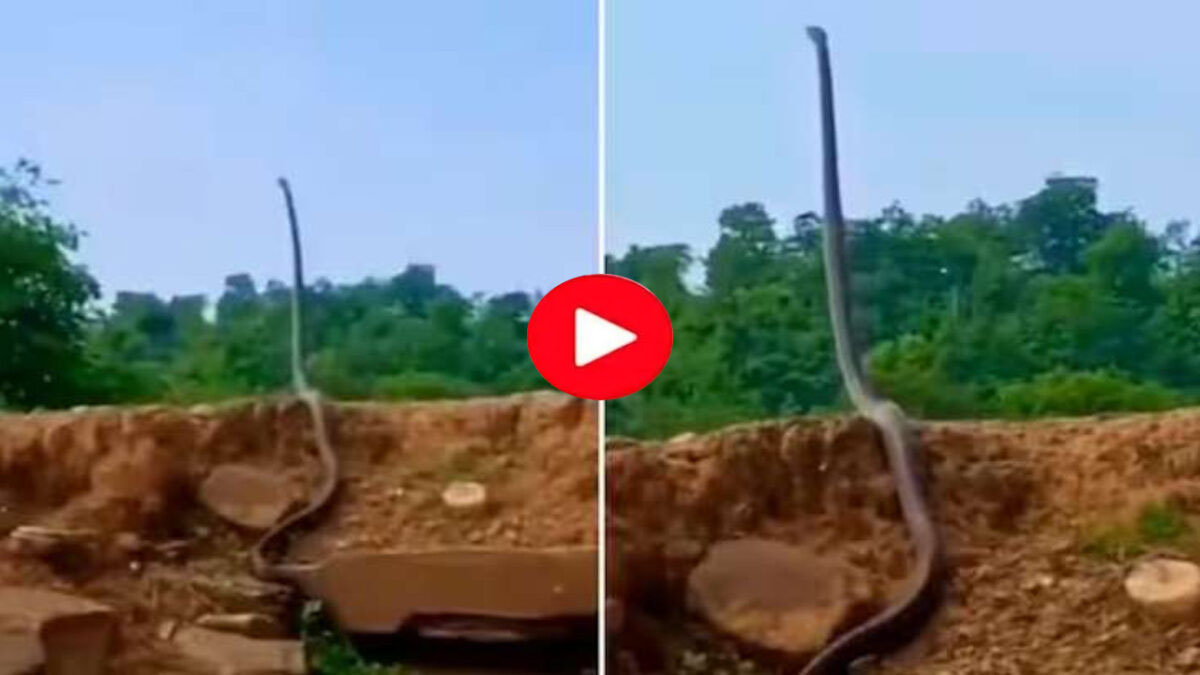 King Cobra video : ठंड में सूर्य का दीदार करने मिट्टी के टीले पर सीधा खड़ा हो गया 25 फीट का कोबरा, देखने वालों के उड़ गए तोते - 1