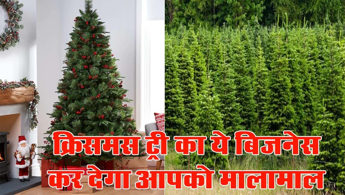 Christmas tree Business : शुरू करें क्रिसमस ट्री का ये बिजनेस, होगी बंपर कमाई, जानें फेस्टिवल के बाद किस काम आता है पेड़