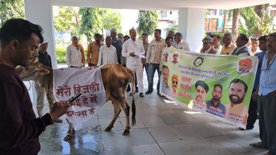 Betul News : भाकियू के नेतृत्व में गाय के साथ बिजली कंपनी के दफ्तर पहुंचे किसान, किया अनूठा प्रदर्शन