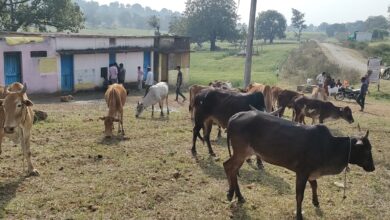 Betul Crime : लंबे समय से हो रही है पशु तस्करीः तस्कर; जंगल के रास्ते मवेशियों को पैदल कत्लखाना ले जा रहे थे, 2 गिरफ्तार, 1 फरार