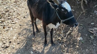 Betul News : बजरंग दल ने पकड़ा गौ तस्करों को