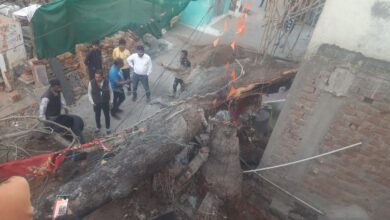 Betul Samachar : रहवासी क्षेत्र विनोबा नगर में अचानक धराशाई हुआ विशालकाय नीम का पेड़