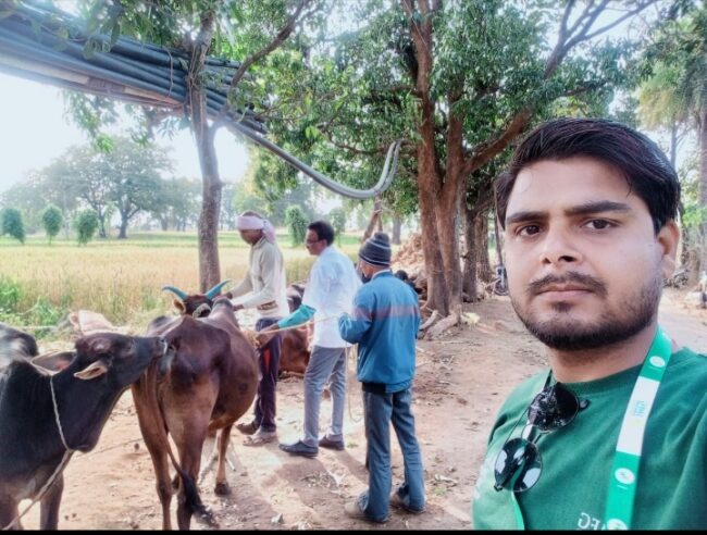 Betul News : पशु आरोग्य शिविर में सैकड़ों पशुओं का हुआ इलाज