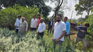 Betul Today News : ओला प्रभावित किसानों के बीच पहुंचे विधायक हेमंत खण्डेलवाल, हर संभव मदद का दिया आश्वासन